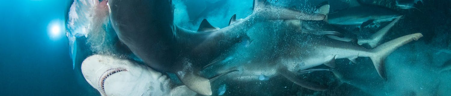 Richard Barnden/UPY 2019